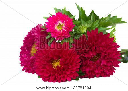 rød aster blomster