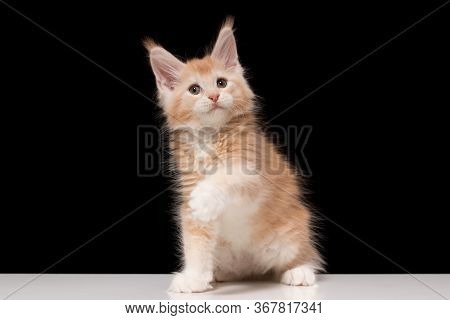 Maine Coon Kitten Raised His Paw. The Cat Greets And Gives A Paw. Maine Coon On A Black Background A