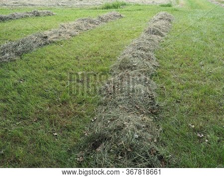 Freshly Cut Hay
