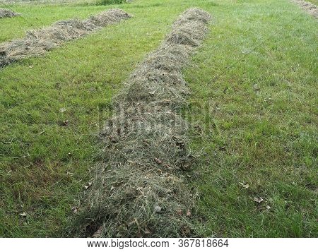 Freshly Cut Hay