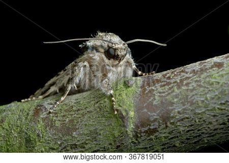 A Moths Eyes, Antennae And Face Are All Clearly Visible Against The Black Background As This Moth Si