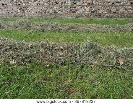 Freshly Cut Hay