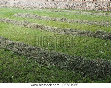 Freshly Cut Hay