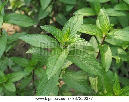 Peppermint Plant (mentha Piperita)