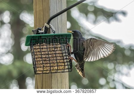European Starling On The Feeder. The Common Starling, Also Known As The European Starling In The Uni
