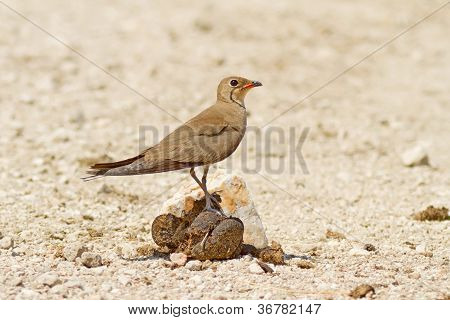 Pratincole collared บน Turd