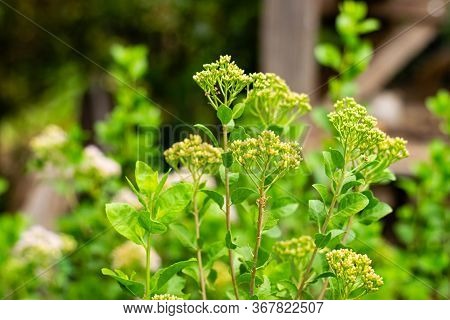 Indian Marsh Fleabane (pluchea Indica (l.) Less.) Flowers Are Blooming On Tree With Fresh Green Leav
