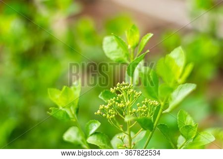 Indian Marsh Fleabane (pluchea Indica (l.) Less.) Flowers Are Blooming On Tree With Fresh Green Leav