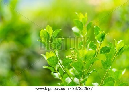 Indian Marsh Fleabane, Green Leaves Have Medicinal Properties.