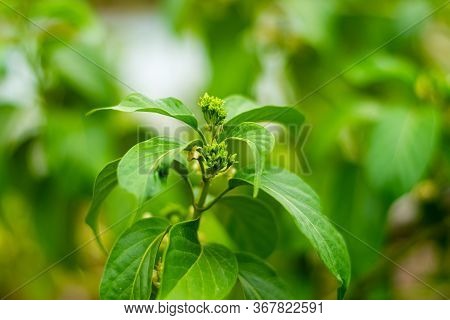Gurmar Medicinal Plant With Flowers For Diabetes In The Garden