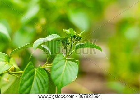 Gurmar Medicinal Plant With Flowers For Diabetes In The Garden