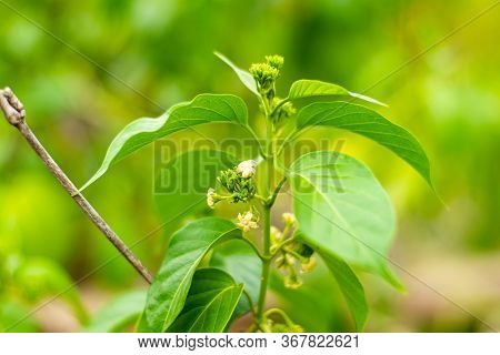 Gurmar Medicinal Plant With Flowers For Diabetes In The Garden