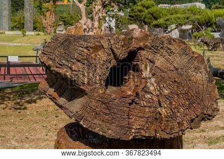 Gimcheon, South Korea; May 24, 2020: Closeup Of Large Section Petrified Tree Truck On Display In Pub