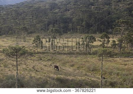 Urubici, Santa Catarina, Brazil - May 21, 2020: Cow Grazing In The Field Amid Araucaria Trees In The