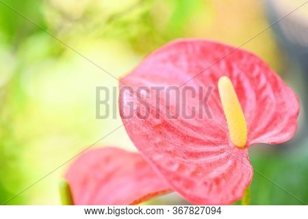 Anthurium Flower Blooming In The Garden / Tailflower , Flamingo Flower Laceleaf Floral Pink