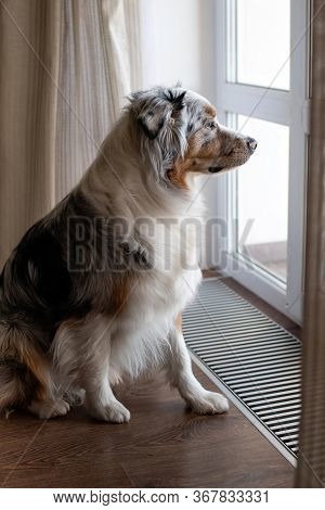 A Sad Lonely Dog Sits By The Window And Waits For Its Owner. Australian Shepherd Blue Merle. Obedien