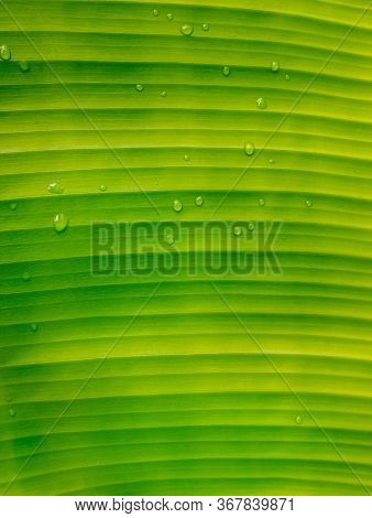 Bright Green Banana Leaves With Copy Space