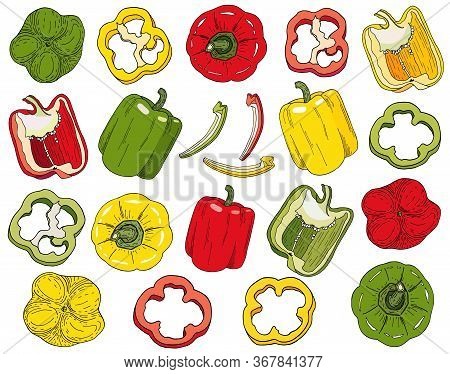Bell Pepper Set. Hand Drawn Red, Green, Yellow Peppers Vector Illustration Isolated On White Backgro