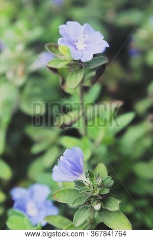 Beautiful Purple Geranium Wallichianum Flower In The Garden
