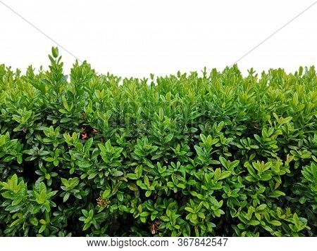 Isolated Shrub Bush Ixora Chinensis Green Outline Tree On White Background