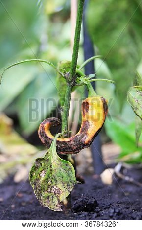Anthracnose On The Chili Peppers. Pepper Disease. Fruit Rot On The Capsicum. Damaged Vegetable Is Ho