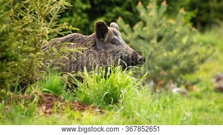 Massive Wild Boar, Sus Scrofa, Showing Up On The Green Forest Clearing