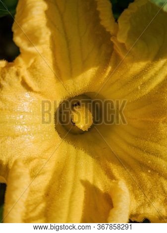 Flower In The Field Of The Pumpkin Plant