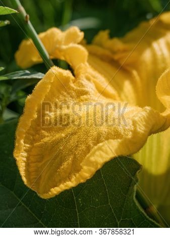 Flower In The Field Of The Pumpkin Plant