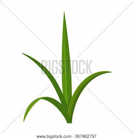 Leaf Sugar Cane Vector Icon.cartoon Vector Icon Isolated On White Background Leaf Sugar Cane.