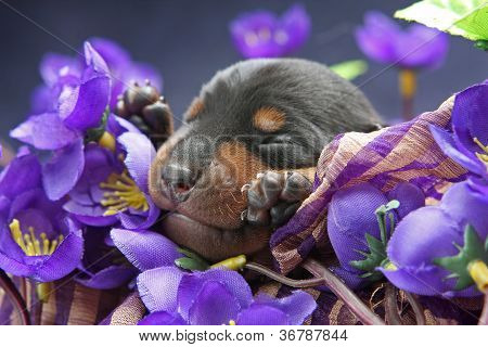 Lille Pinscher hvalp