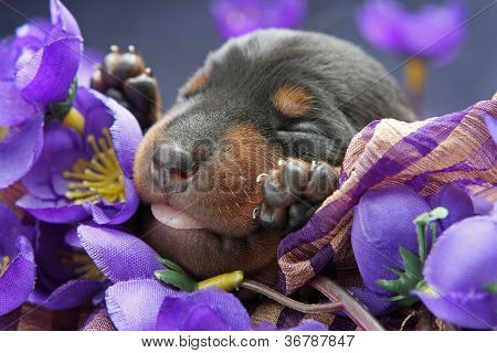 Lille Pinscher hvalp