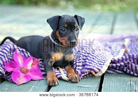 Lille Pinscher hvalp