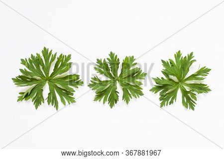 Three Different Same Plant Leaves With Complex Spiky Shape On White Background.
