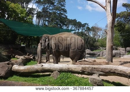 Photo Of The Asian Elephant (elephas Maximus), Also Called Asiatic Elephant, The Only Living Species