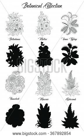 Set Of Black And White Outline Flowers -belladonna, Succulent, Mallow, Venus Flytrap. Vector Botanic