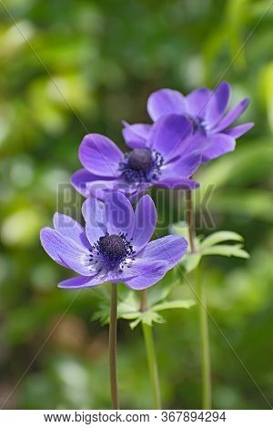 Beautiful Violet Anemone Flowers On Blurred Green Floral Barground In Sunny Day. Vertical Picture