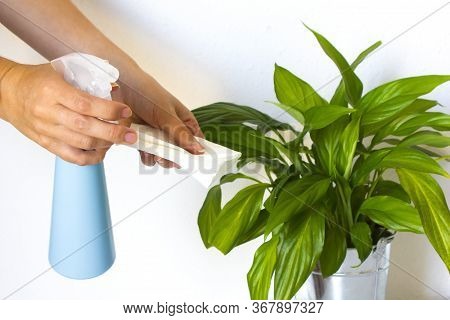 Female Hand Holds A Blue Spray Bottle For Watering And A White Paper Nupkin For Cleaning A Dust Gree