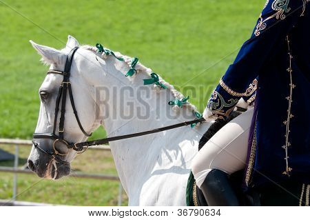 Vit häst med en Ridsport