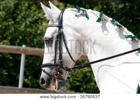 Vit Lusitano Horse