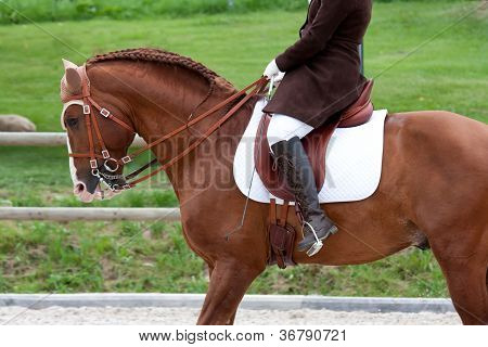 ม้า Lusitano กับกีฬาขี่ม้า
