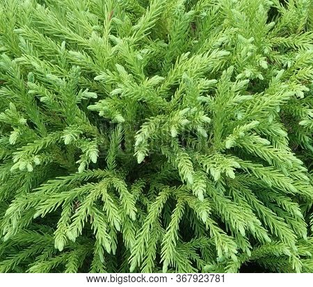 Globosa Nana Cryptomeria evergreen conifer shrub