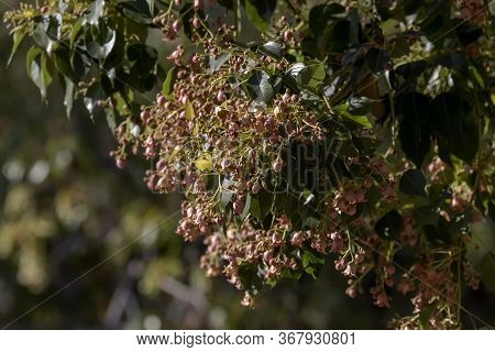 Mediterranean Flora. A Bloom Branch Of A Plant (brachychiton Populneus) With Gentle Flowers Close-up