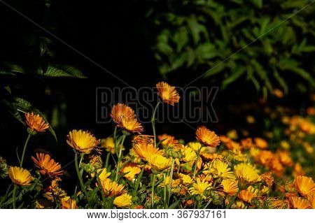 Close Up Shoot Of Beautiful Egyptian Yellow And Orange Flowers. The Resorts By The Red Sea Coast Hav