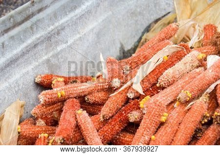 Sweet Corn Husks, Eaten, Thrown In A Garbage Bin. Selective Focus
