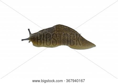 Slug Isolated On A White Background. Close-up.