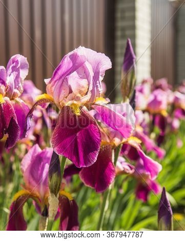 Iris. A Plant With Impressive Flowers, Garden Decoration.  Iris Germanica Is The Name For A Species 