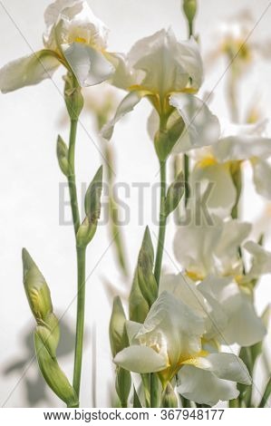 Iris.a Plant With Impressive Flowers, Garden Decoration. Isolated  Iris Germanica Is The Name For A 