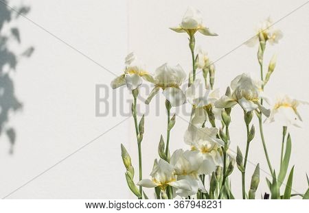 Iris. A Plant With Impressive Flowers, Garden Decoration. Iris Germanica Is The Name For A Species O