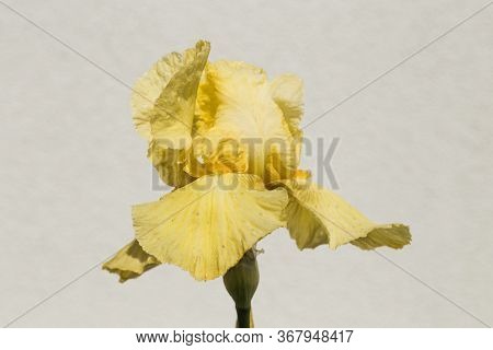 Iris. A Plant With Impressive Flowers, Garden Decoration. Iris Germanica Is The Name For A Species O