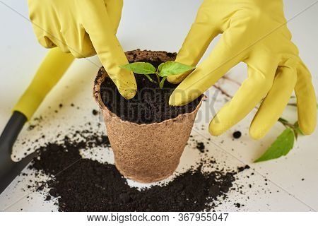 Woman Hands In A Yellow Gloves Transplating Plant. Plant Care Concept